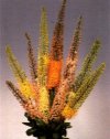 Foxtail lily