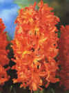 Garden hyacinth
