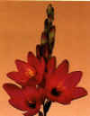 Ixia viridiflora
