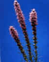 Blazing star