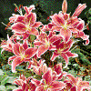 Lily