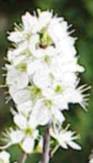 Blackthorn