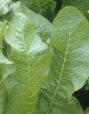 Nasturtium armoracia