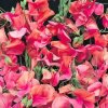 Lathyrus grandiflorus