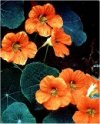 Tropaeolum speciosum