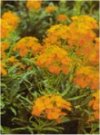 Cheiranthus
