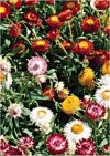 Straw flower