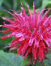 Bergamot