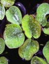 Salvinia auriculata