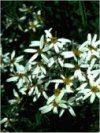 Olearia nummulariifolia