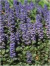 Common bugle