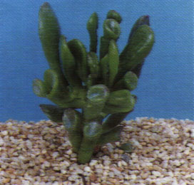 Jade plant