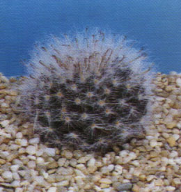 Mammillaria sempervivi