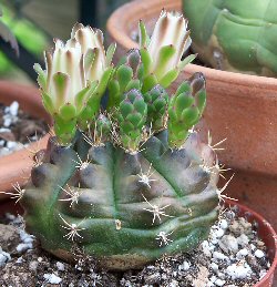 Gymnocalycium andreae