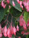 Begonia corallina