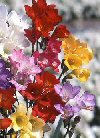 Freesia