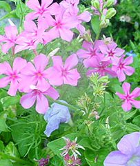 Annual phlox