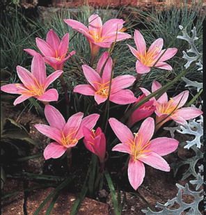 Rosepink zephyrlily