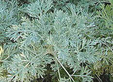 Artemisia arborescens