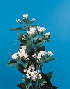 Firecrackerbush