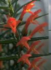 Columnea crassifolia