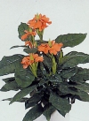 Crossandra nilotica