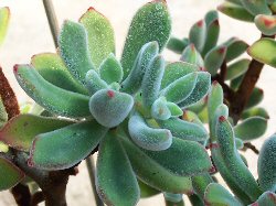 Echeveria pulvinata