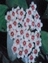 Hoya australis