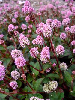 Polygonum sphaerostachyum