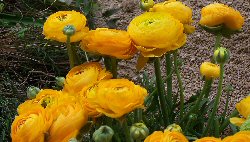 Buttercup