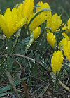 Winter daffodil