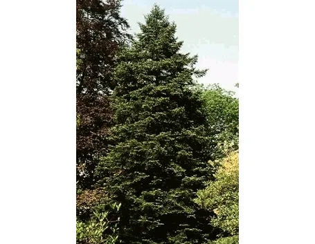 albero di natale