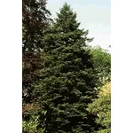 albero di natale