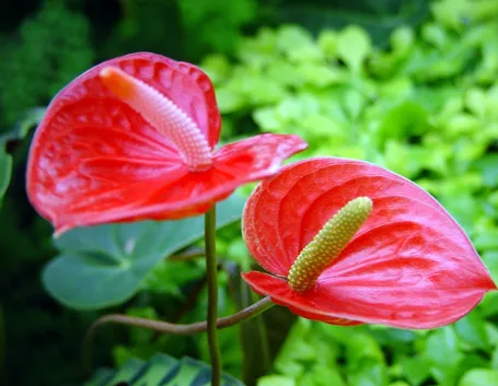 anturio