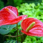 anturio
