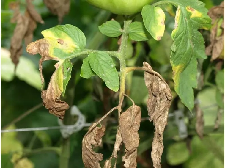 pianta appartamento