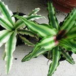 bromelia