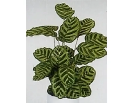 calathea