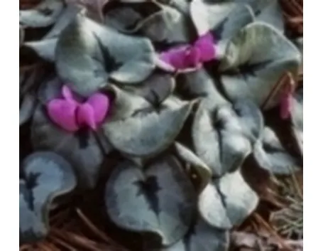 ciclamino