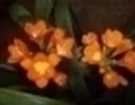 foto clivia
