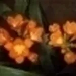 foto clivia