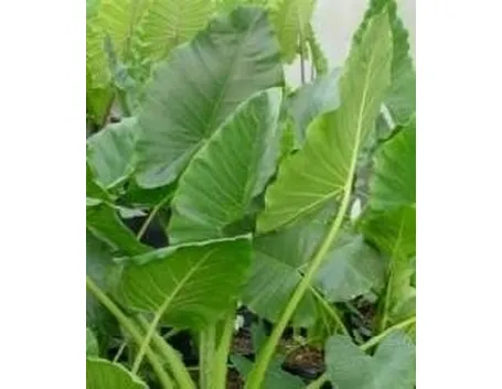 alocasia