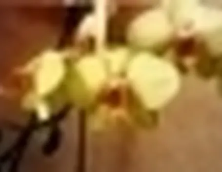 phalaenopsis