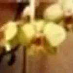 phalaenopsis