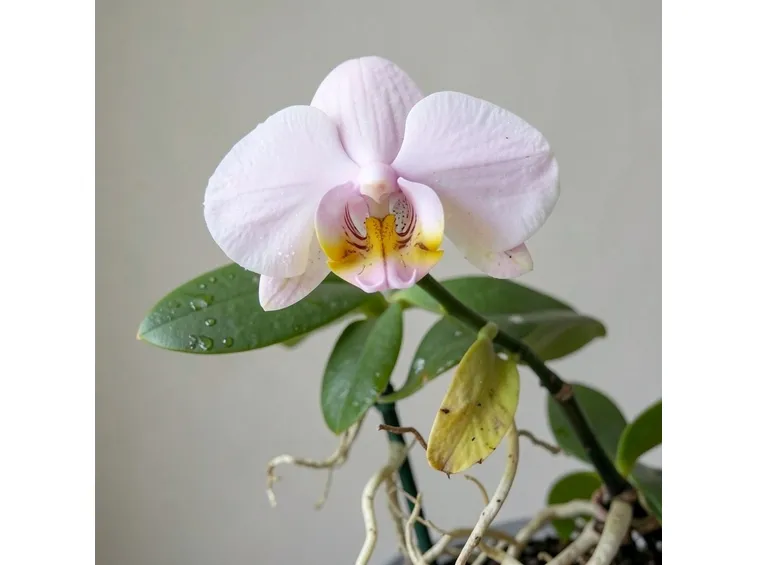 phalaenopsis 