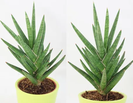 sanseveria