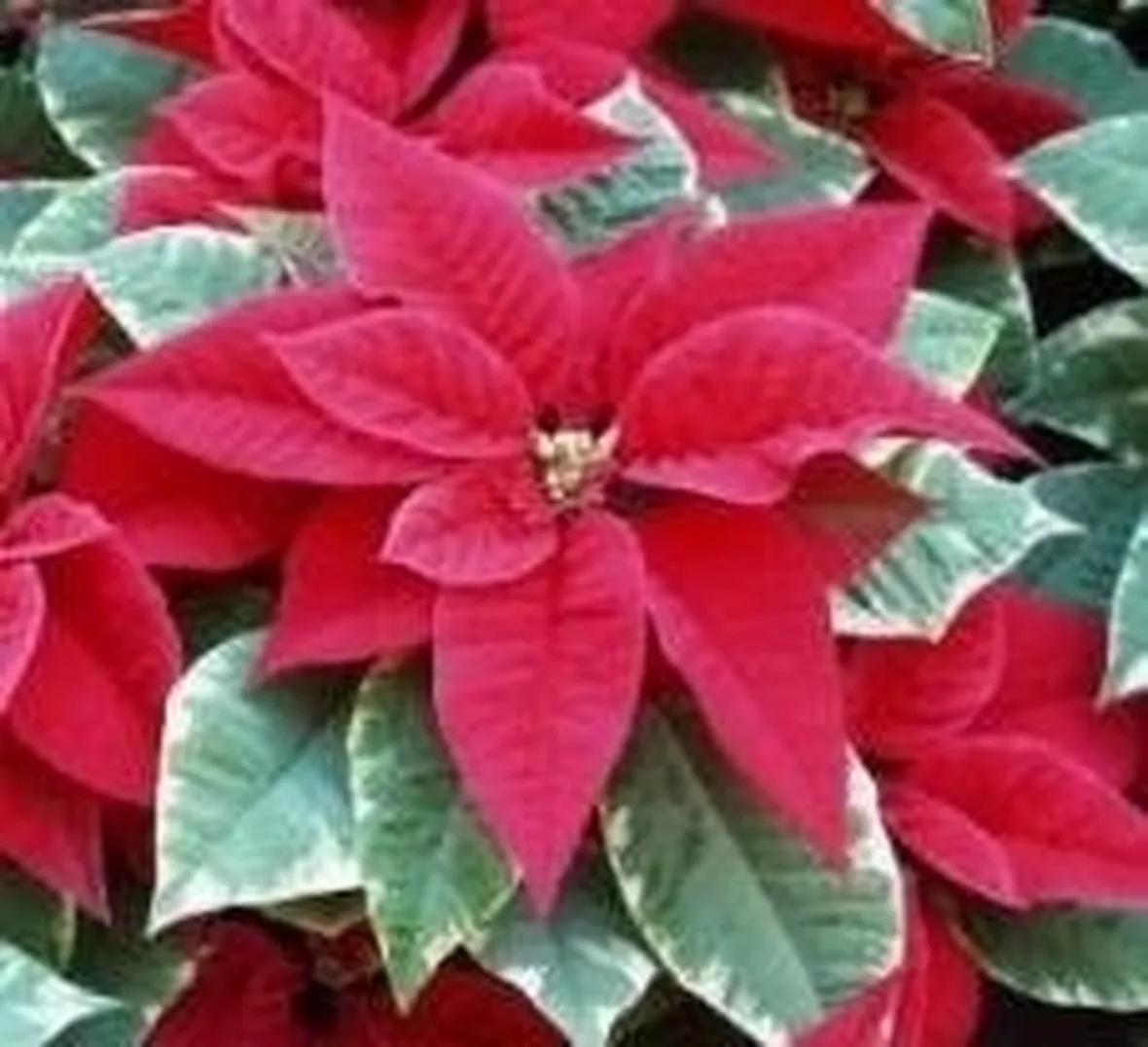 Stelle di Natale