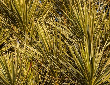 dracena