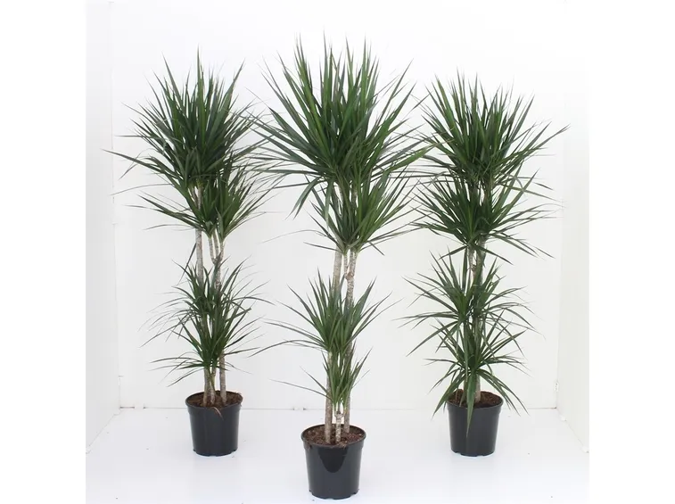 Rinvaso dracena