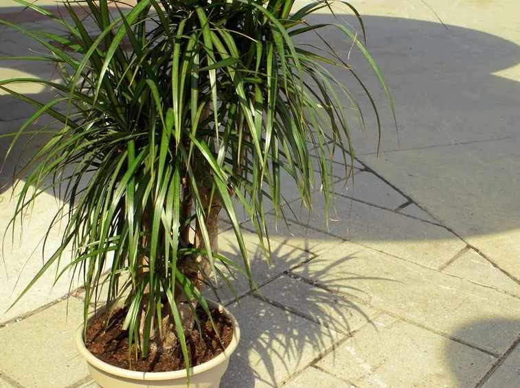Irrigazione e concimazione dracena